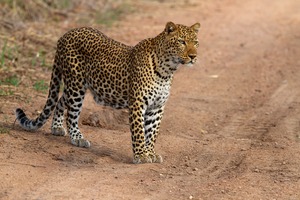 Leopardendame