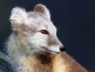 kleiner Fuchs