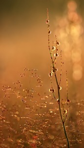 Sauerampfer im Abendlicht