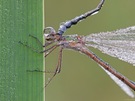 Binsenjungfer-Tandem