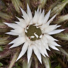 Silberdistel (Carlina acaulis)