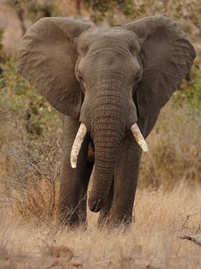 Afrikanischer Elefant