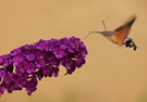 Taubenschwänzchen an Sommerflieder...