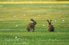 Feldhasen auf dem Golfplatz