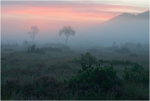 Foggy Morning