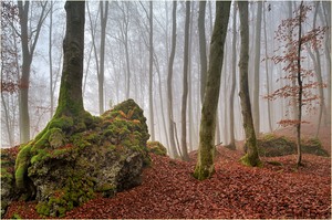 Wald