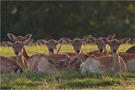 Gruppenbild mit Bachstelze