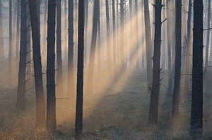 Licht im Nebelwald