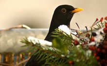 Amsel und rote Beeren nach dem ersten Schneefall