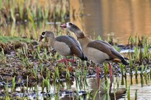 Nilgänse