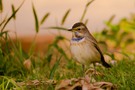 Blaukehlchen, Weibchen