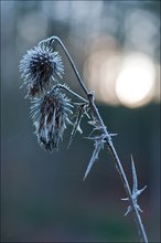 "Erster Frost"