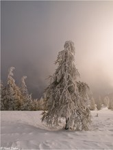 streift die Stille durch die Wälder .............