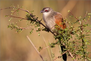 Weissbrauen-Kuckuck