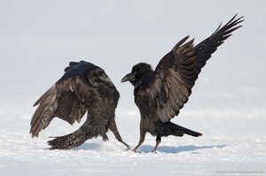 Duell der schwarzen Vögel