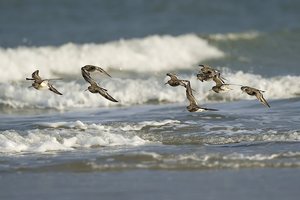 Meerstrandläufer