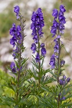 Blauer Eisenhut (Aconitum napellus)