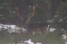 Damhirsch im Nebel