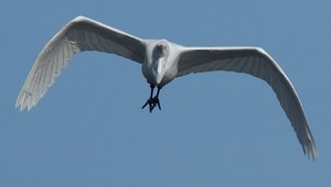 Silberreiher im Anflug