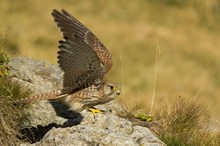 Turmfalke im Tessin