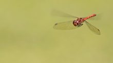 Sympetrum striolatum