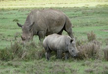 Nashornmutter und Baby