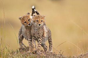 O. k. Kumpel, die Gazelle war  sowieso zu schnell für uns...