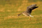 Landende Blässgans am Niederrhein