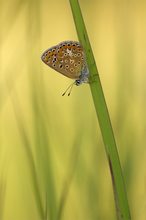 Bläuling im tiefen Gras