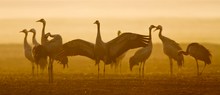 Kranichgruppe im goldenen Morgendunst