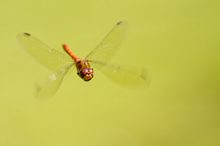 Sympetrum im September