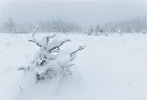 Schnee-Bonsai