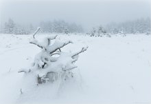 Schnee-Bonsai