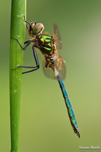 Falkenlibelle