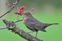 Amsel