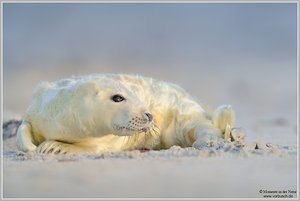 Kegelrobbe (Halichoerus grypus)