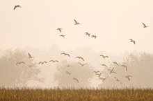 landende Gänse im Morgendunst