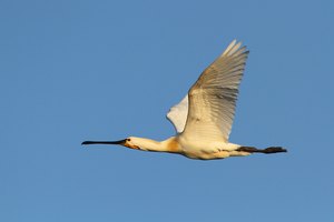 Löfflerflug