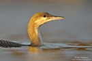 Prachttaucher in NRW (2) (Jungvogel)