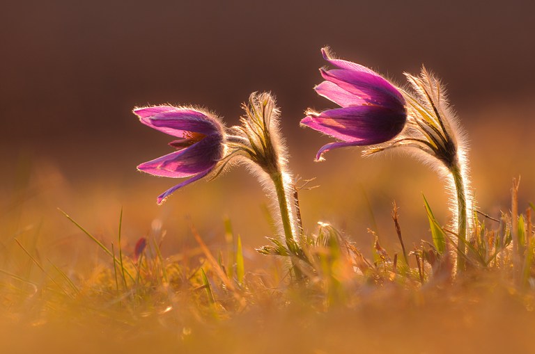 Pulsatilla vulgaris