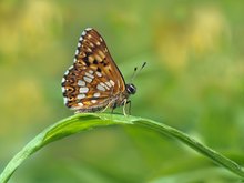 Schlüsselblumen Würfelfalter