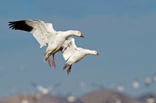 Schneegans (Anser caerulescens) und Zwergschneegans (Anser rossii).  Bosque del Apache, New Mexico, USA.