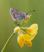 Polyommatus icarus auf Hornklee