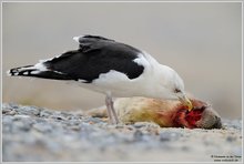 Mantelmöwe (Larus marinus)