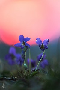 Veilchen am Abend