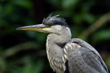 Graureiher, Ardea cinerea