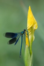 Maennchen der Gebaenderten Prachtlibelle (Calopteryx splendens)