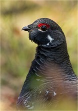 Blue Grouse