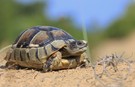 Breitrandschildkröte, Testudo marginata - Jungtier