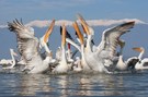 Krauskopfpelikan  / Pelicanus crispus/